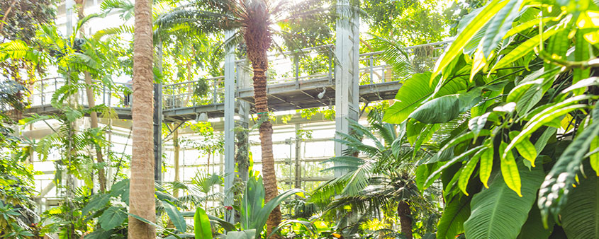 Plants inside US Botanic Garden