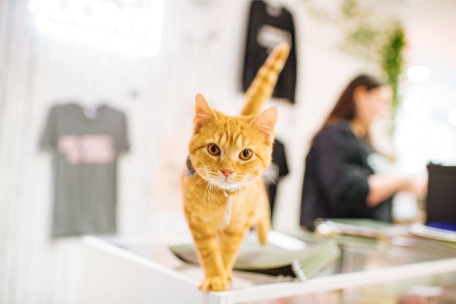 A curious orange tabby cat stands on a table in a bright, modern room with blurred background featuring hanging shirts and a person.