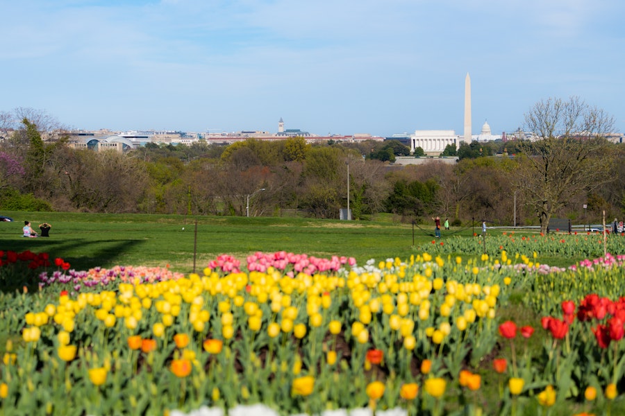 Yellow lowers with monuments in distance 