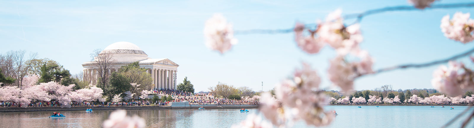 Spring and cherry blossoms in Washington, DC - Your ultimate guide to the National Cherry Blossom Festival and springtime in DC