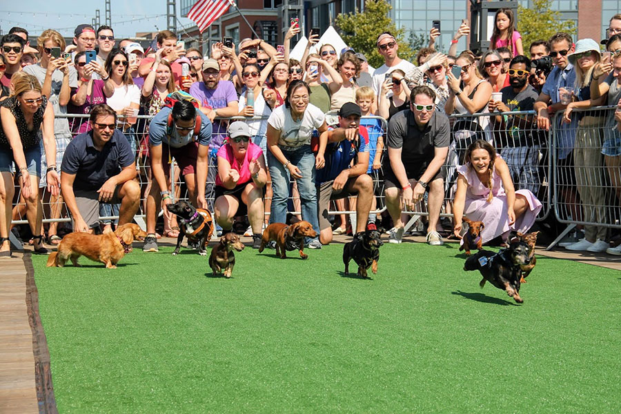 A crowd around a group of wiener dogs racing 