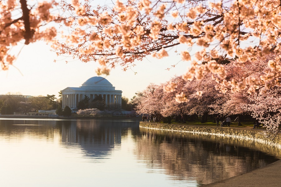 Tidal Basin Jefferson Memorial Cherry Blossoms