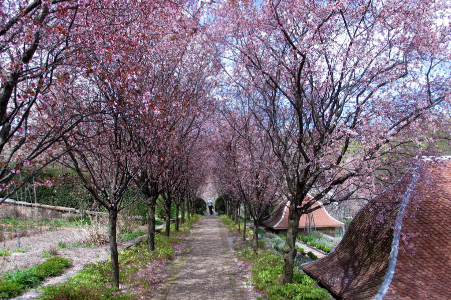 Dumbarton Oaks Cherry Blossoms
