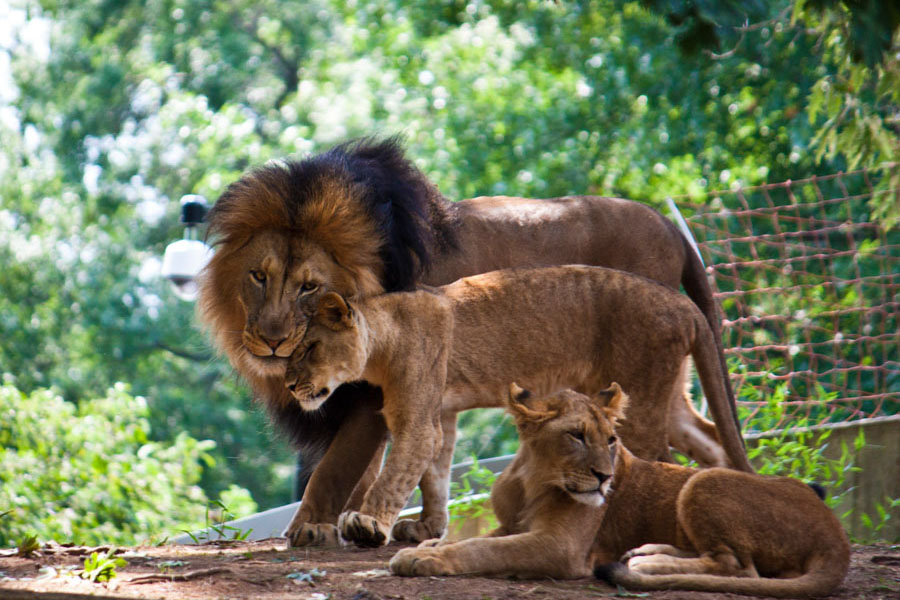 Lions at Smithsonian National Zoo