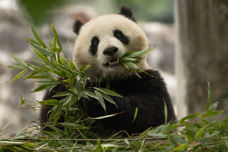 Panda at the National Zoo