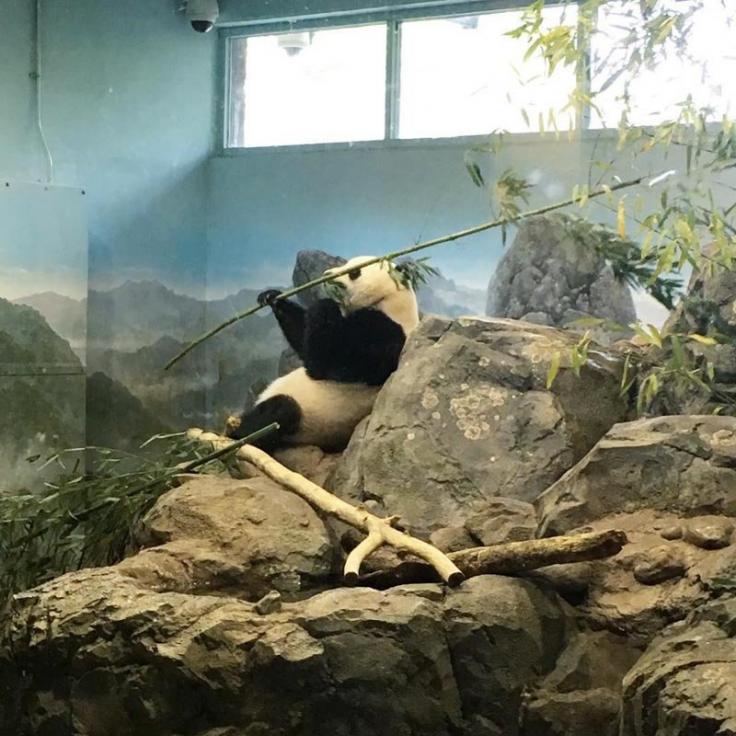@sarahk948 - Panda at the Smithsonian National Zoo in Woodley Park - Things to Do in Washington, DC