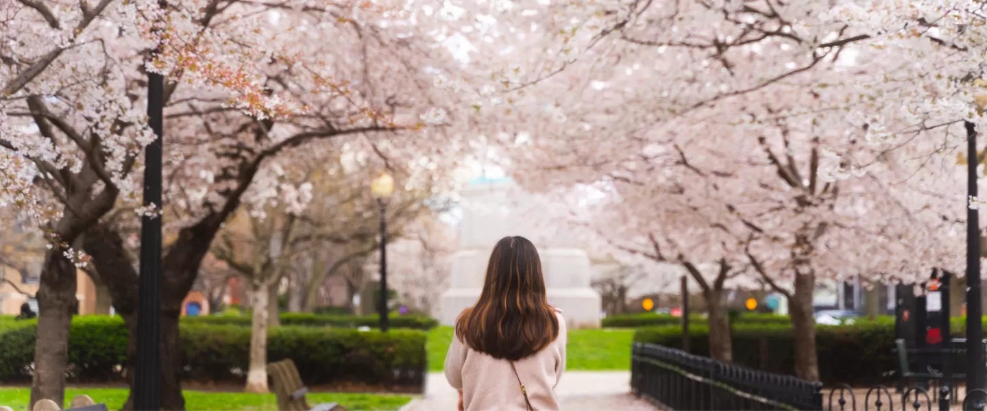 Woman walking under cherry blossoms