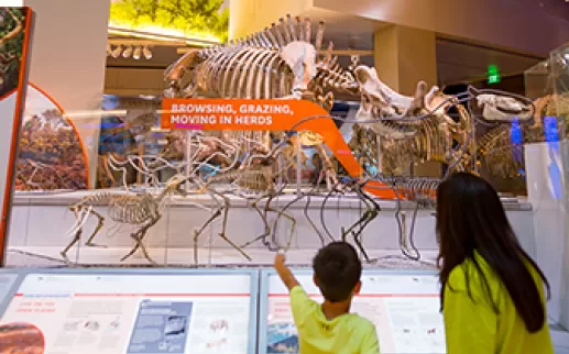 Adult and child pointing up to a fossil of a dinosaur 
